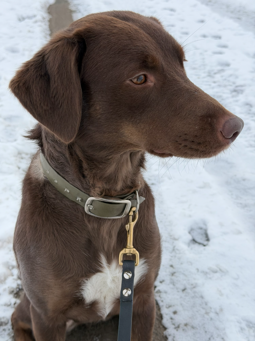 Portrait von der Therapiehündin Trulla im Schnee